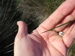 Juncus kraussii kraussii