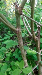 Laburnum anagyroides