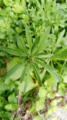 Galium aparine