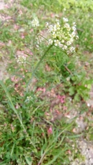 Capsella bursa-pastoris