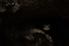 Dendrelaphis tristis