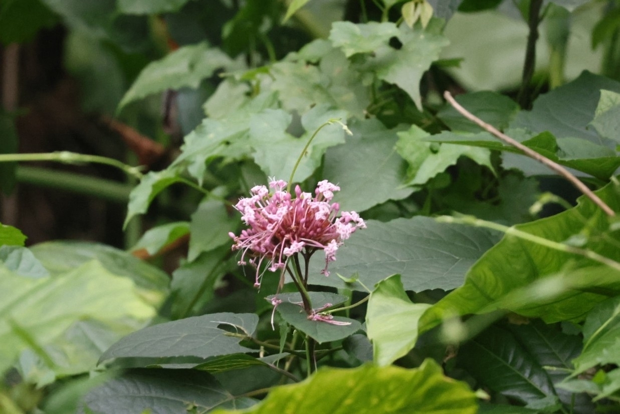 Imagem de Clerodendro
