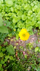 Ranunculus acris