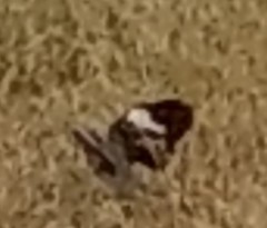 Charadrius vociferus