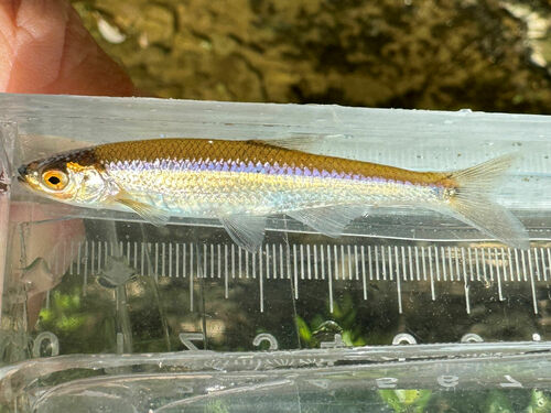 Mountain shiner (Lythrurus lirus) — Cyprinidae — 4