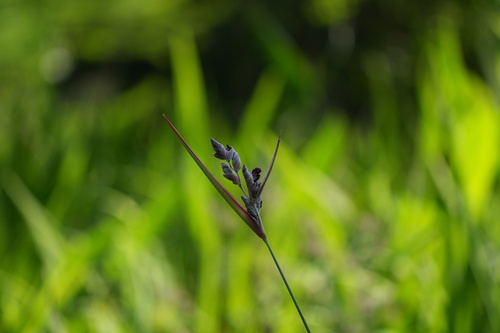 Thalia dealbata