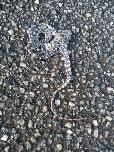 Panama Spotted Night Snake, Siphlophis cervinus
