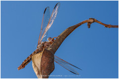 Orthemis nodiplaga