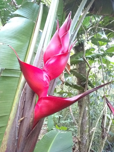 Image of Heliconia bourgaeana by (c) Oscar Marín, some rights reserved (CC BY-SA)