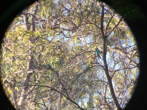 Golden-shouldered Parrot (Psephotellus chrysopterygius), photo 5