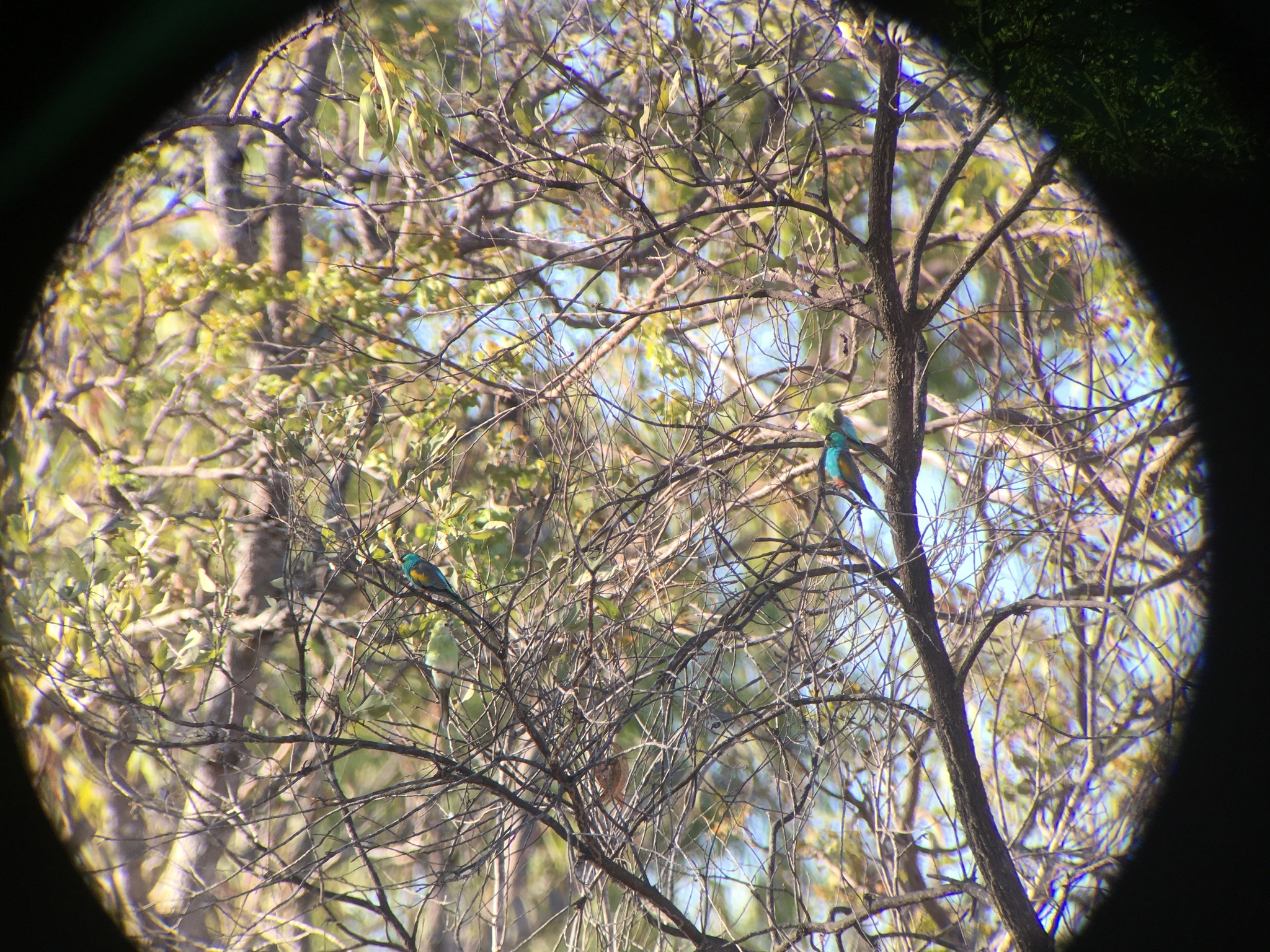 Golden-shouldered Parrot (Psephotellus chrysopterygius), photo 6