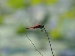 Tramea transmarina euryale