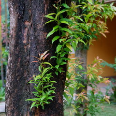 Syzygium myrtifolium