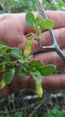 Salpichroa tristis