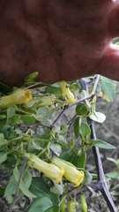 Salpichroa tristis