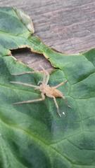 Araneae
