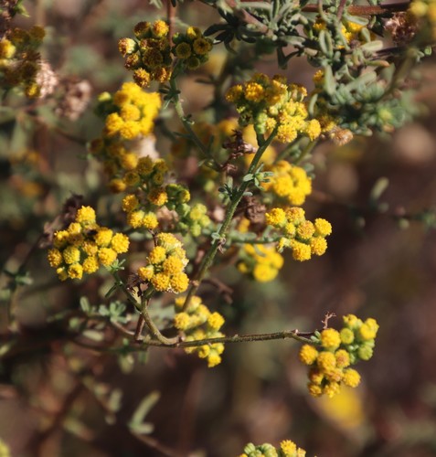 Image of Nidorella foetida by (c) Tony Rebelo, some rights reserved (CC BY-SA)