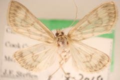 Crocidophora tuberculalis