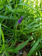 Muscari armeniacum