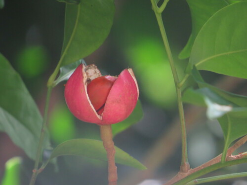 Goniocheton arborescens