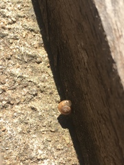 Bradybaena similaris