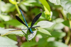 Calopteryx maculata