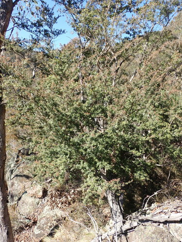 Image of Kunzea peduncularis by (c) Nina Kerr, some rights reserved (CC BY)