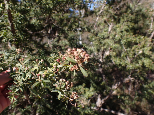 Image of Kunzea peduncularis by (c) Nina Kerr, some rights reserved (CC BY)