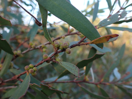 Kybean Mallee Ash (Eucalyptus kybeanensis)