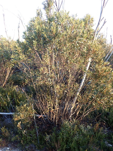 Image of Kybean Mallee Ash by (c) Nina Kerr, some rights reserved (CC BY)