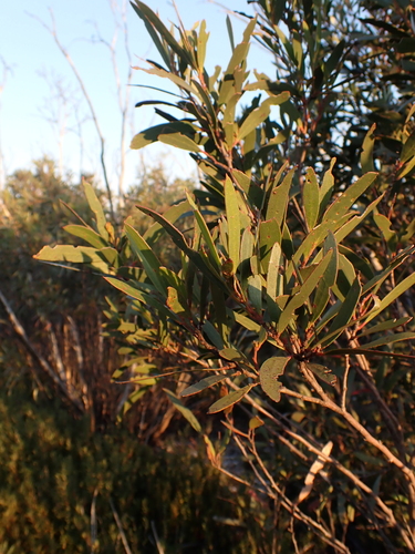 Image of Eucalyptus kybeanensis by (c) Nina Kerr, some rights reserved (CC BY)