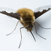 Greater Bee Fly - Photo (c) Anders Illum, some rights reserved (CC BY-NC-ND)
