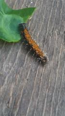 Lepidoptera