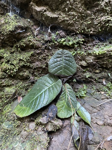 Streptocarpus prolixus, photograph 6