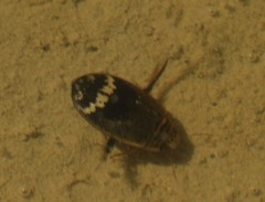 Acilius mediatus