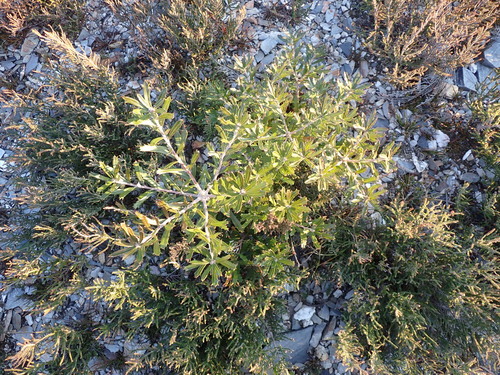Image of Banksia canei by (c) Nina Kerr, some rights reserved (CC BY)