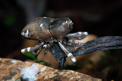 Anomocerus coquereli