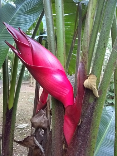 Heliconia bourgaeana, photograph 6