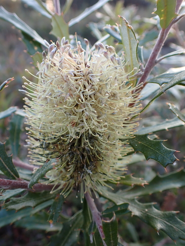 Image of Banksia canei by (c) Nina Kerr, some rights reserved (CC BY)