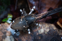 Anomocerus coquereli