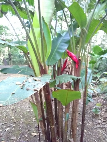 Image of Heliconia bourgaeana by (c) Oscar Marín, some rights reserved (CC BY-SA)