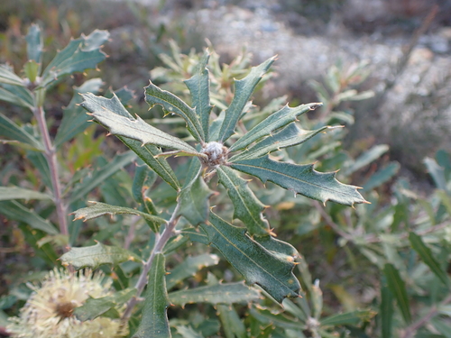 Image of Banksia canei by (c) Nina Kerr, some rights reserved (CC BY)