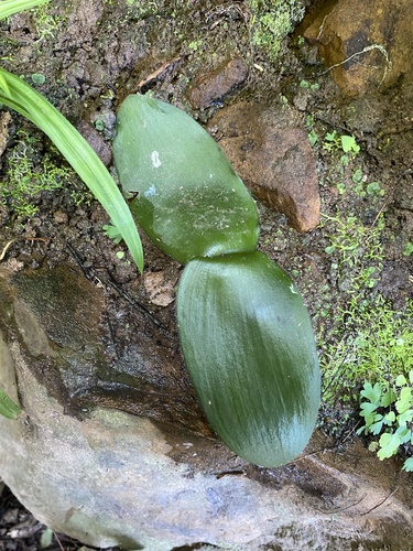 Haemanthus deformis