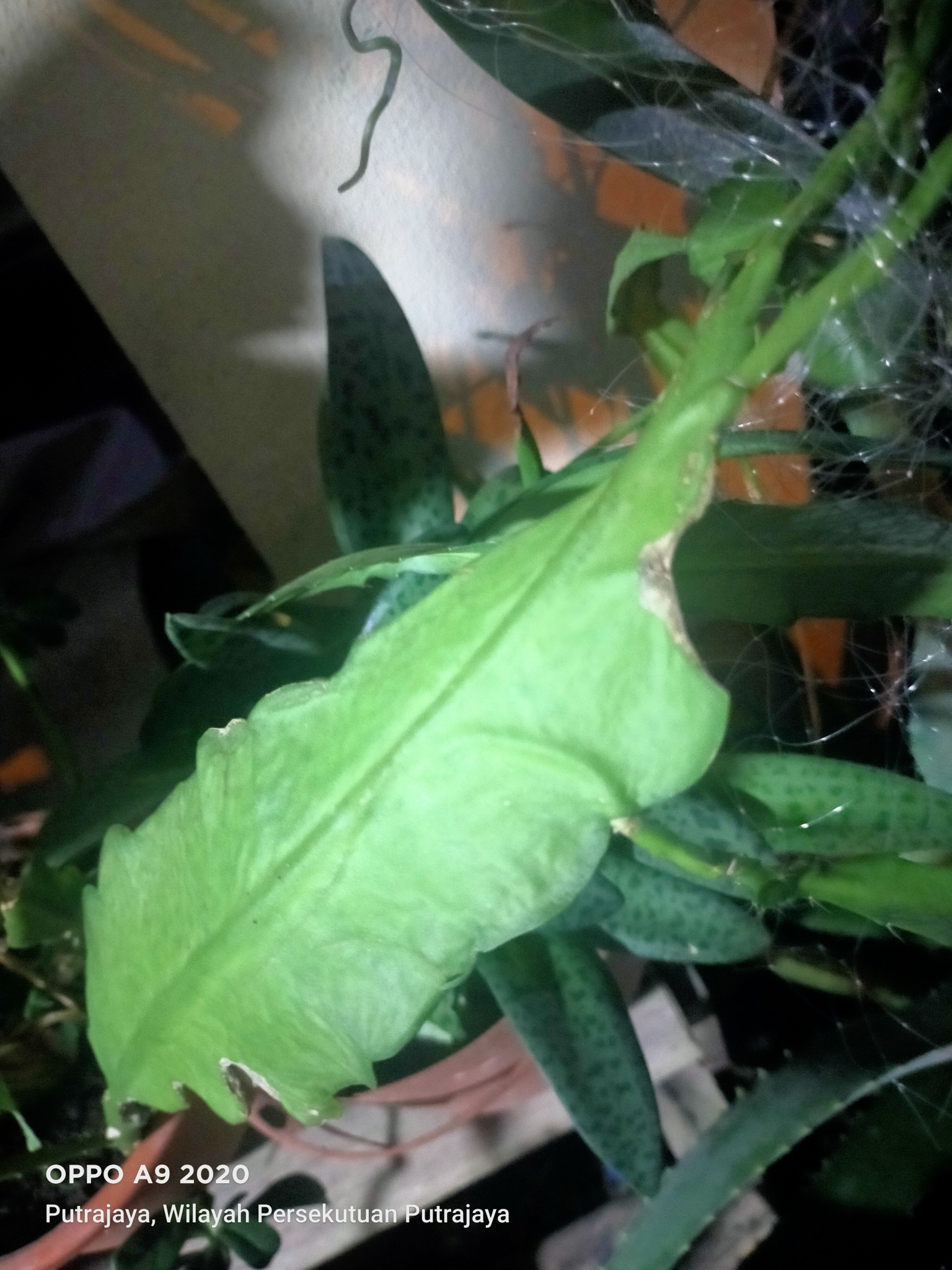Imagem de Dama-da-Noite ou Cacto-Orquídea
