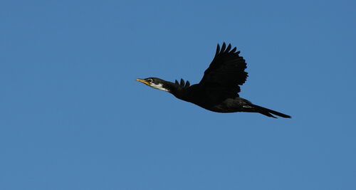 Little Pied Cormorant