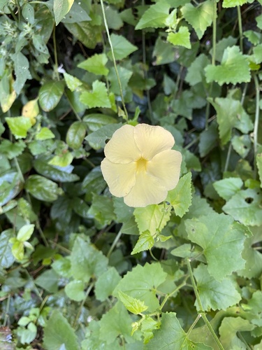 Thunbergia dregeana (Thunbergia dregeana)