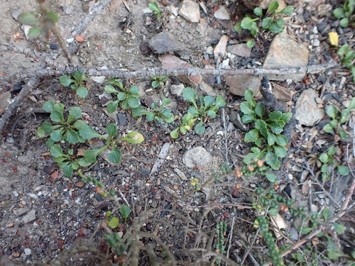 Image of Viola improcera by (c) Nina Kerr, some rights reserved (CC BY)
