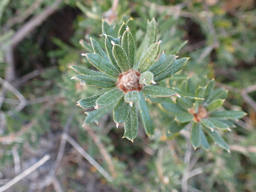 Image of Banksia canei by (c) Nina Kerr, some rights reserved (CC BY)
