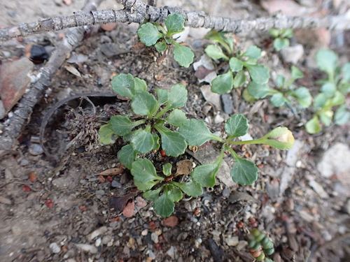 Image of Viola improcera by (c) Nina Kerr, some rights reserved (CC BY)