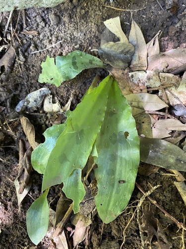 Resnova humifusa